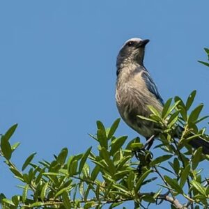 118445/ UCF RUF-I Blue Springs Trip